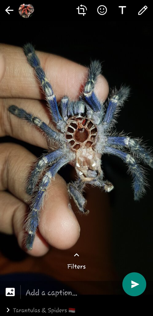 Poecilotheria Metallica