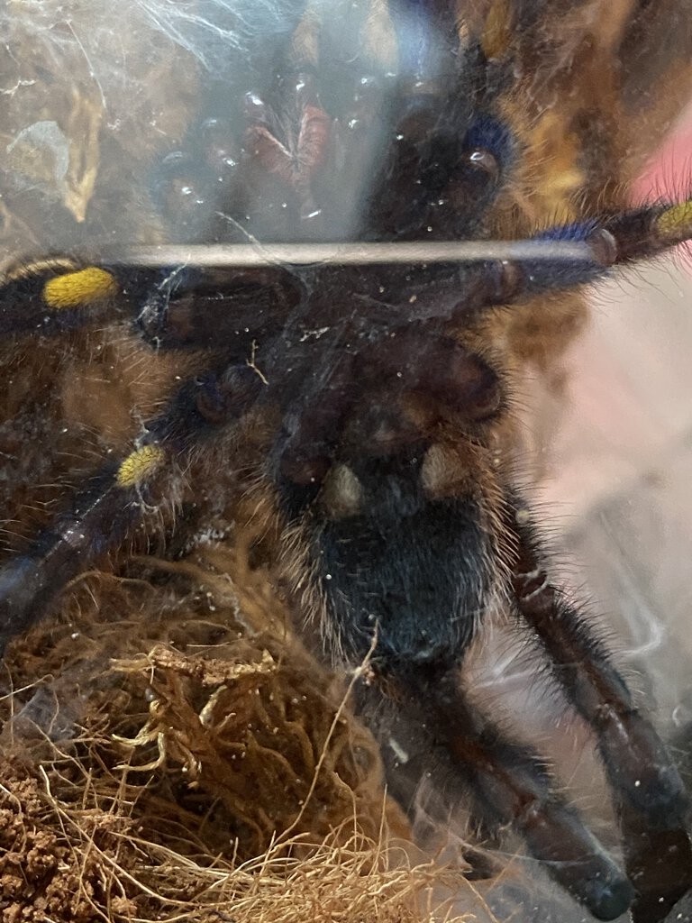 Poecilotheria Metallica