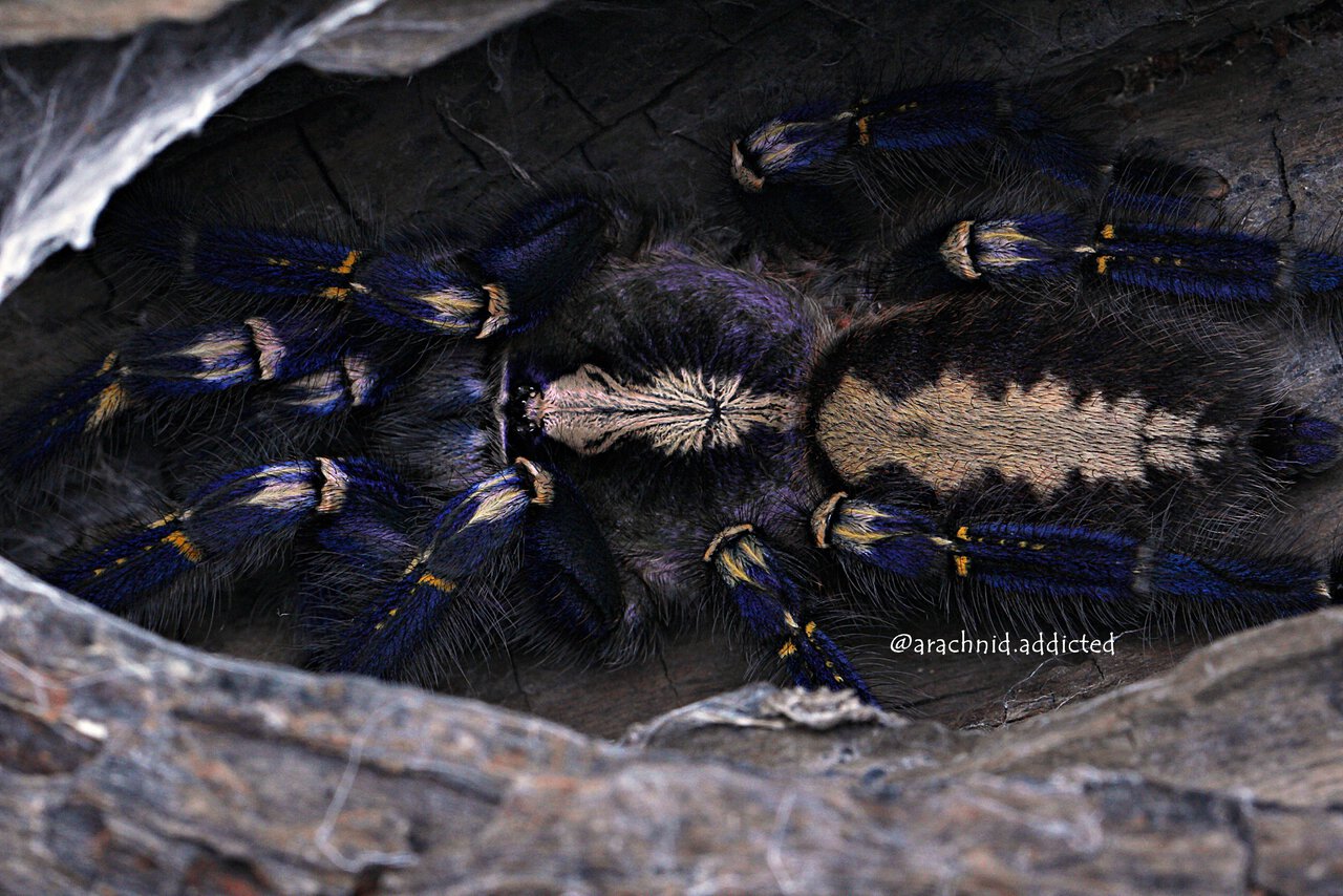 Poecilotheria metallica.