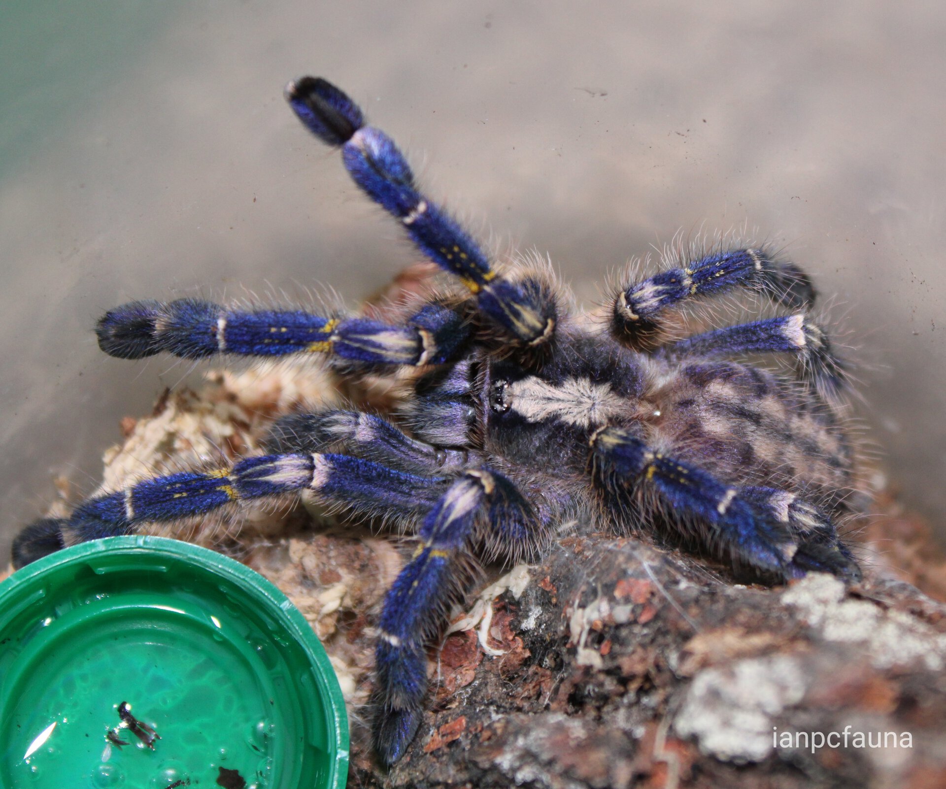 Poecilotheria metallica