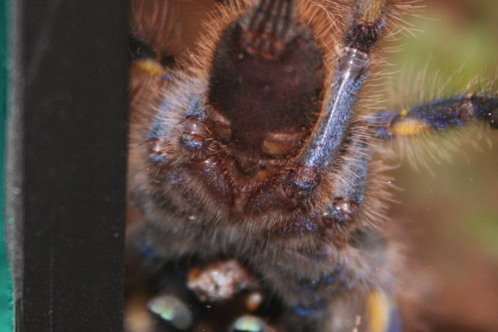 Poecilotheria Metallica