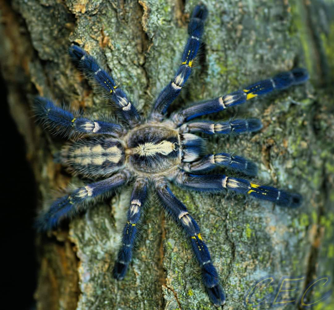 Poecilotheria metallica