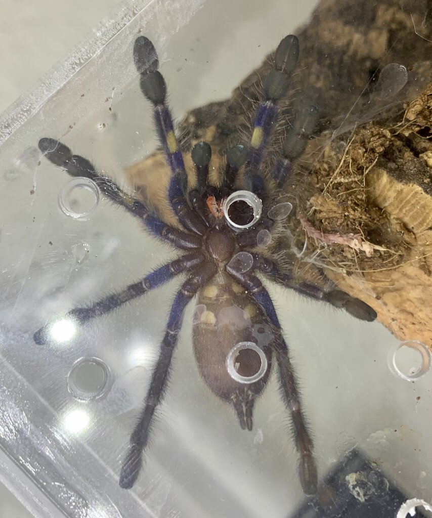 Poecilotheria metallica