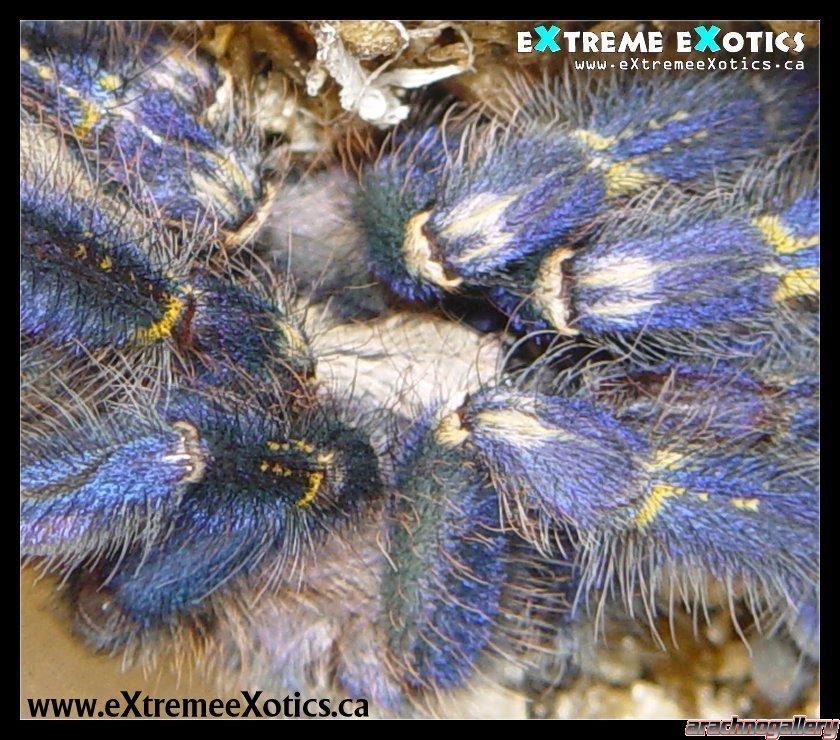 Poecilotheria metallica