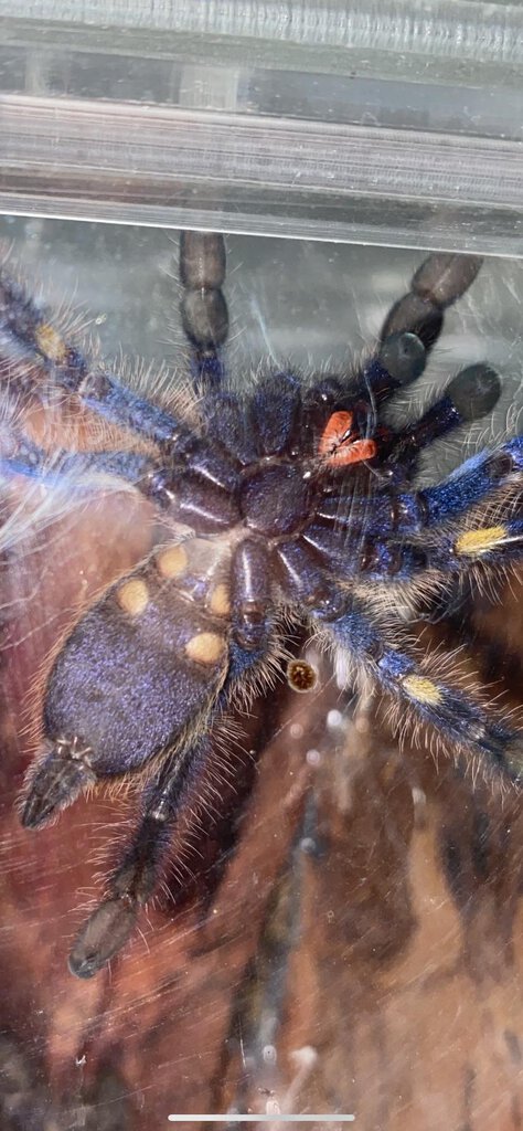 Poecilotheria metallica