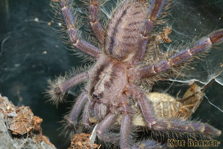 Poecilotheria-metallica25.jpg