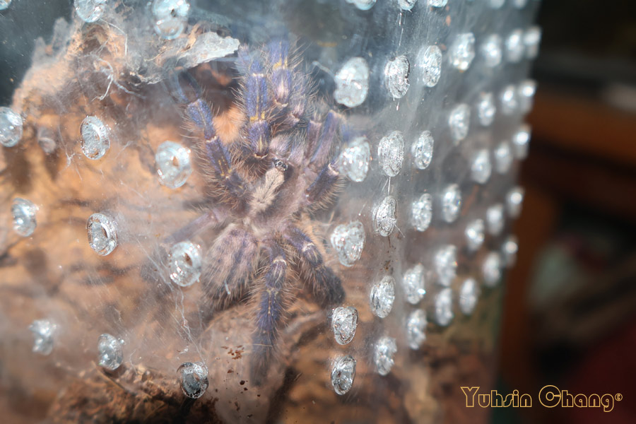 Poecilotheria-metallica26.jpg