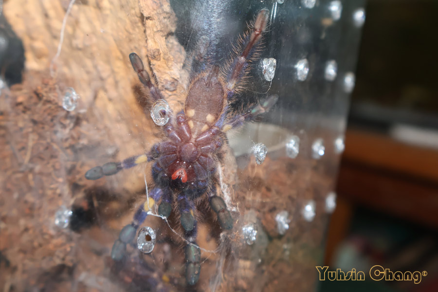 Poecilotheria-metallica27.jpg