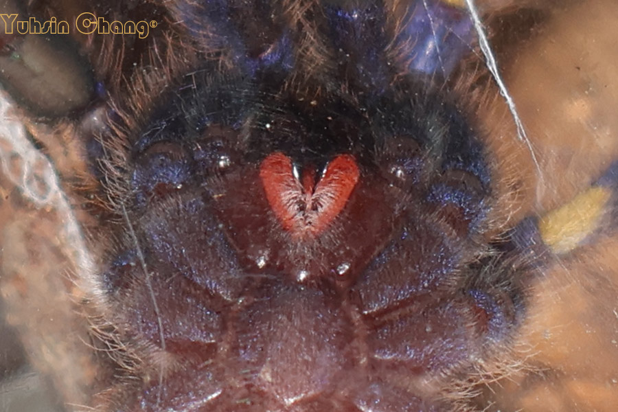 Poecilotheria-metallica28.jpg