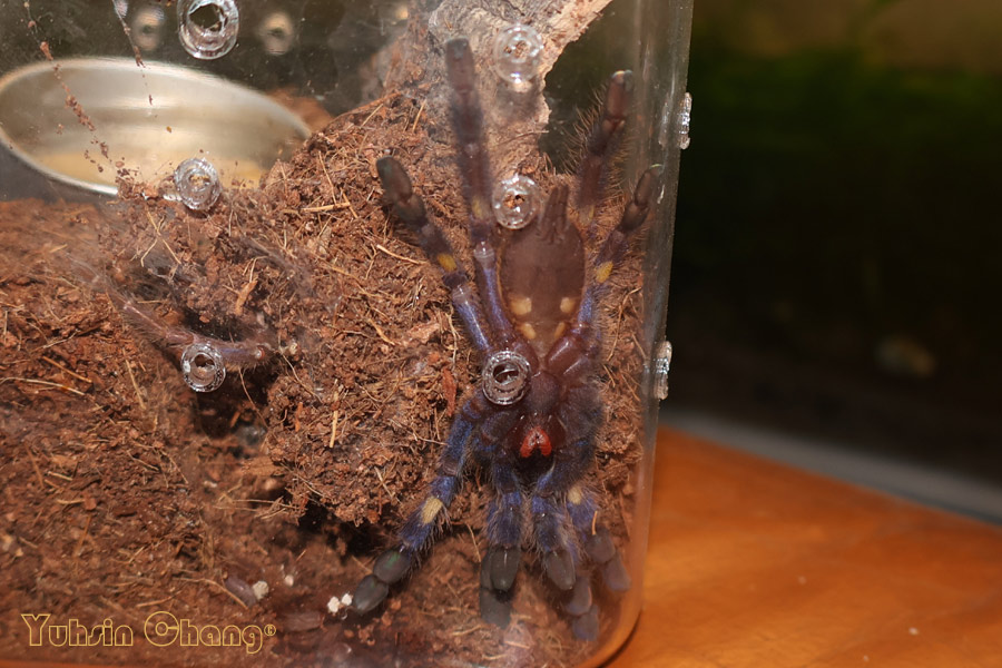 Poecilotheria-metallica30.jpg