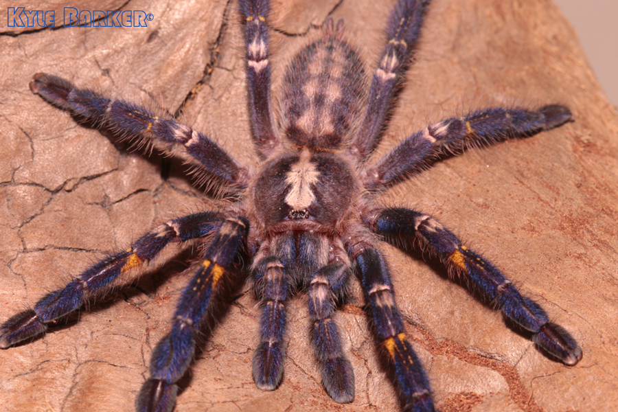 Poecilotheria-metallica42.jpg