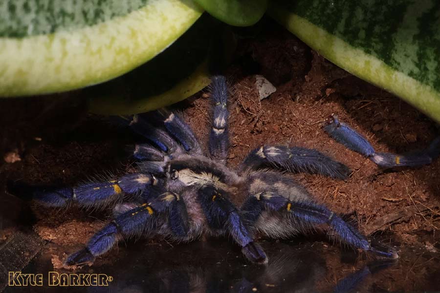 Poecilotheria-metallica54.jpg