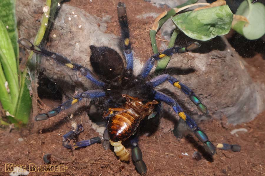 Poecilotheria-metallica55.jpg