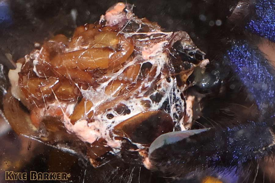 Poecilotheria-metallica62.jpg