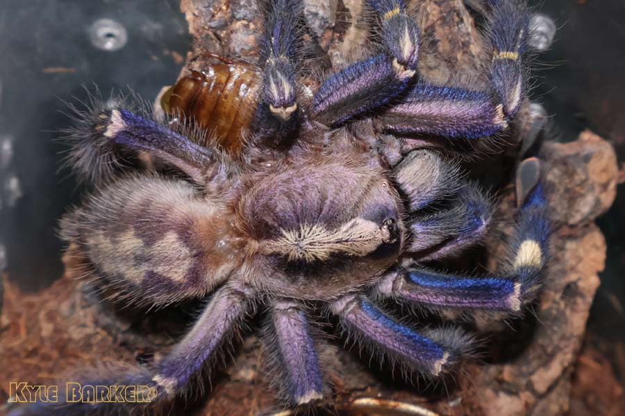 Poecilotheria-metallica64.jpg