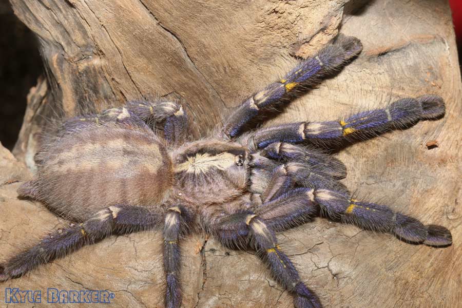 Poecilotheria-metallica65.jpg