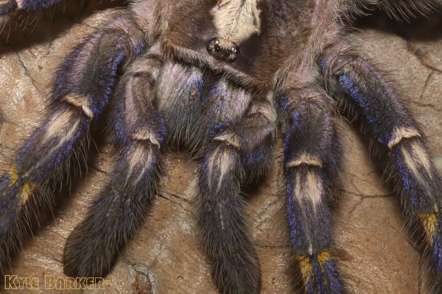 Poecilotheria-metallica66.jpg