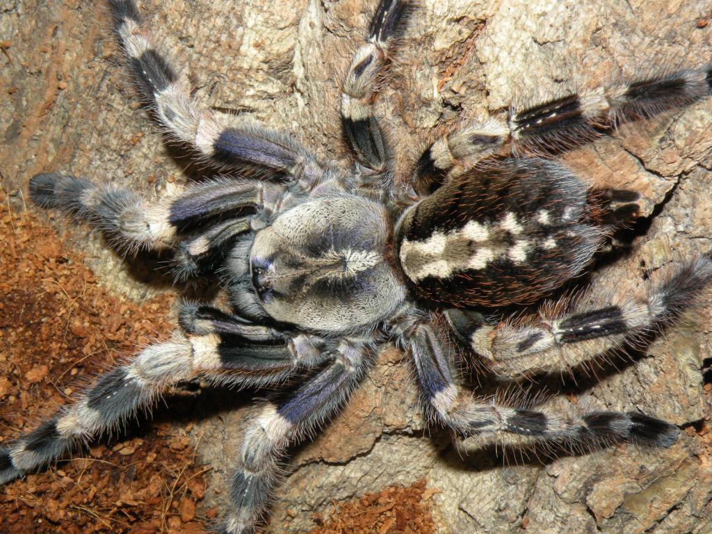 Poecilotheria miranda adult female