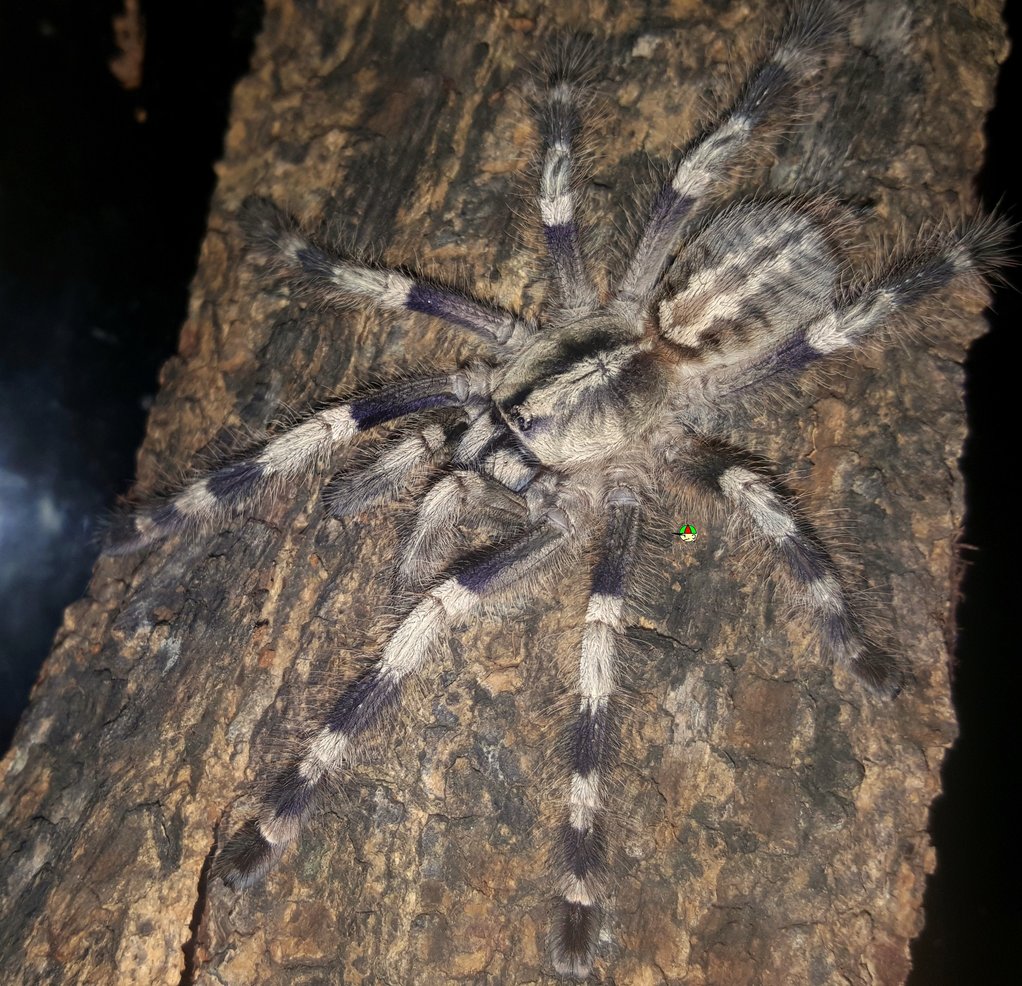 Poecilotheria miranda (Bengal Ornamental)