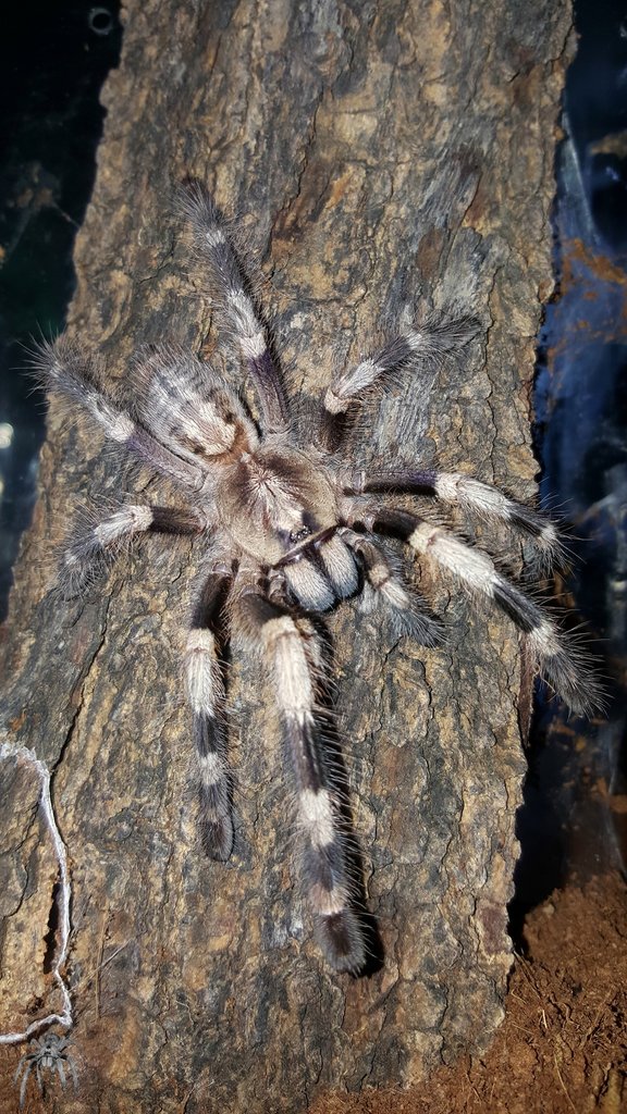 Poecilotheria miranda (Bengal Ornamental)