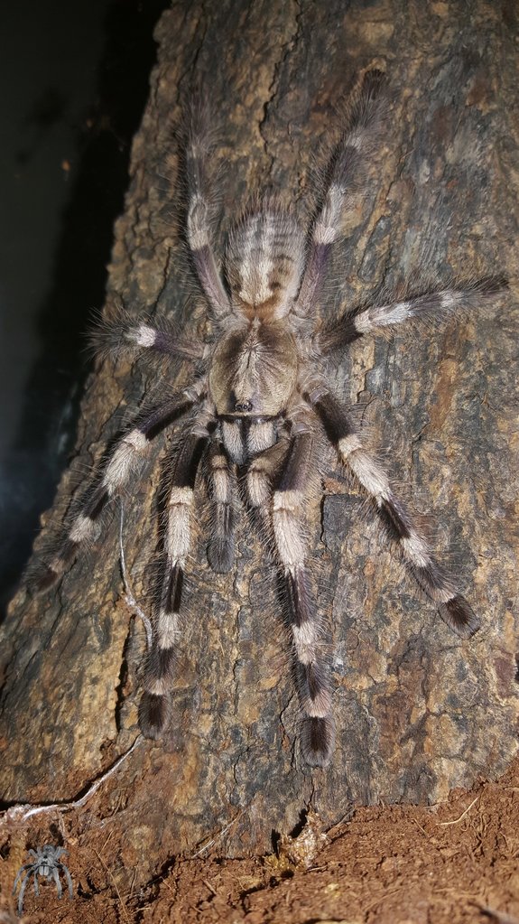 Poecilotheria miranda (Bengal Ornamental)