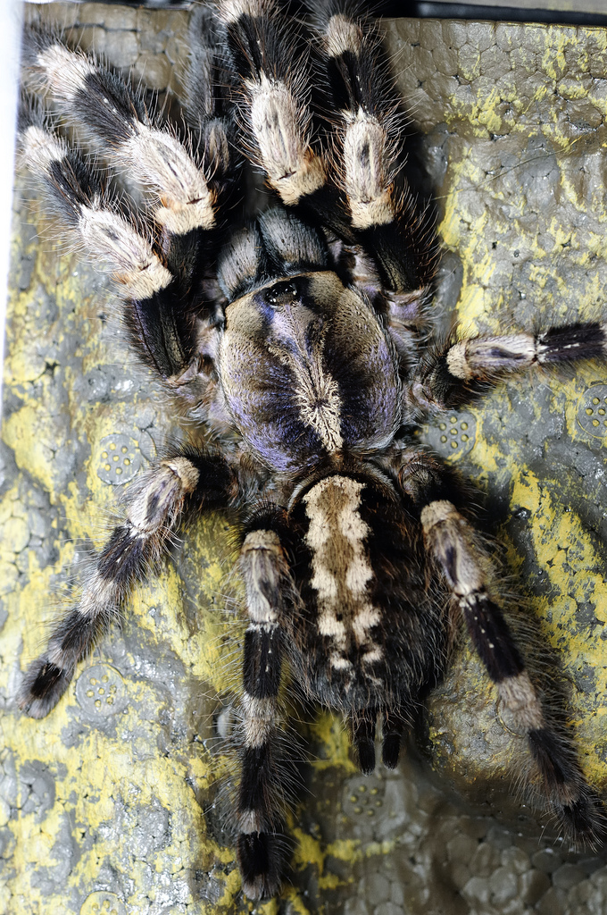 Poecilotheria miranda, female