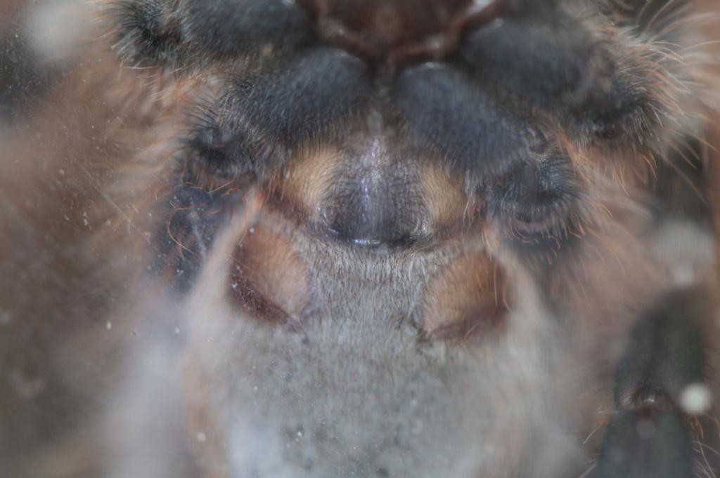 Poecilotheria miranda M/F ?