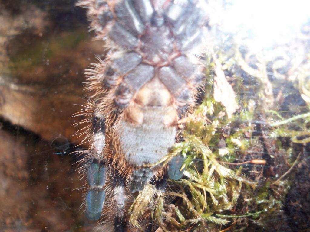 Poecilotheria miranda