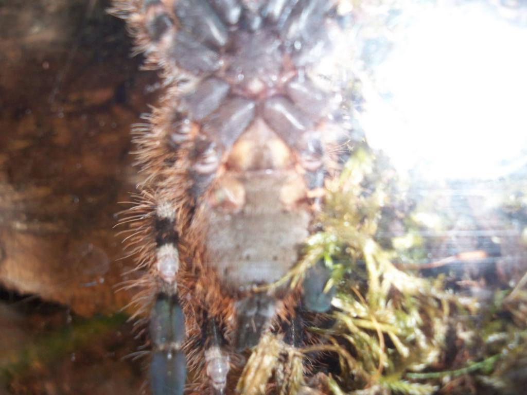 Poecilotheria miranda