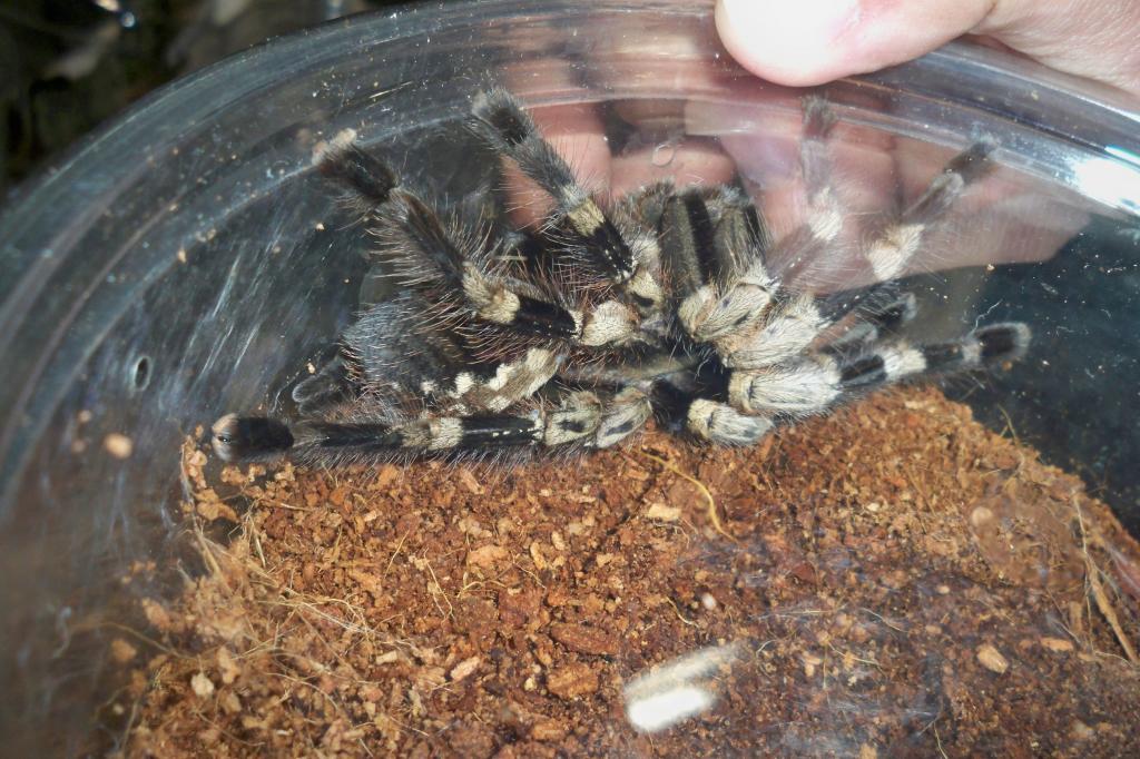 Poecilotheria miranda