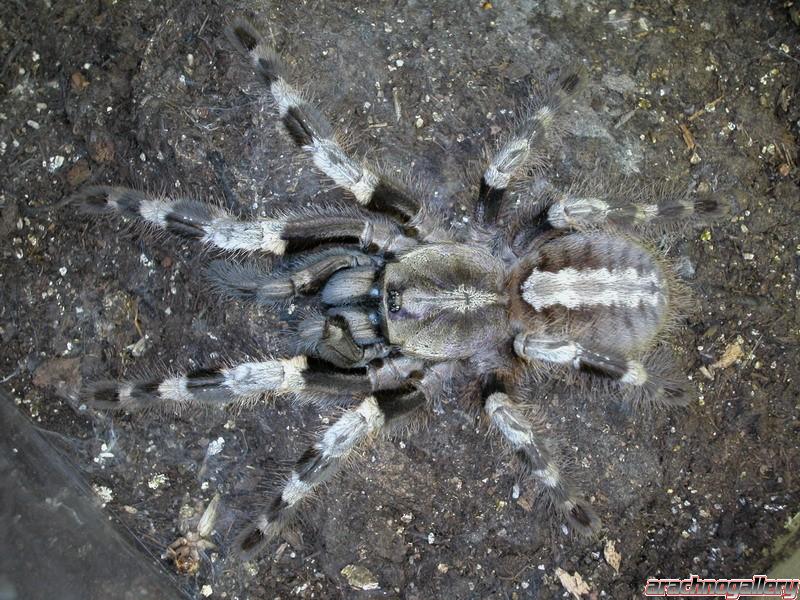 Poecilotheria miranda