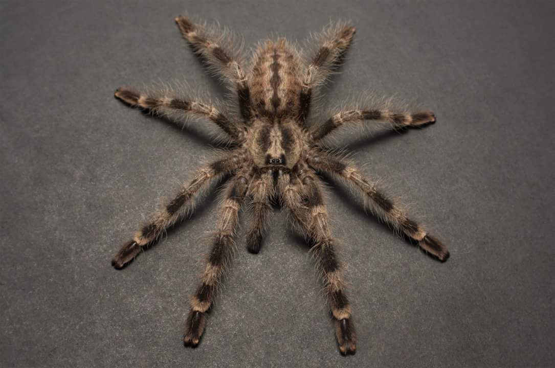 Poecilotheria miranda