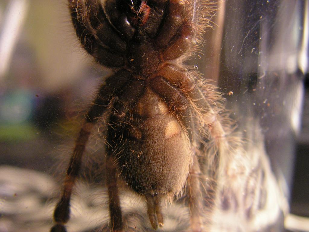 Poecilotheria miranda