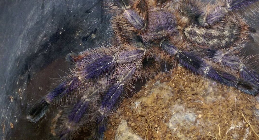 Poecilotheria miranda