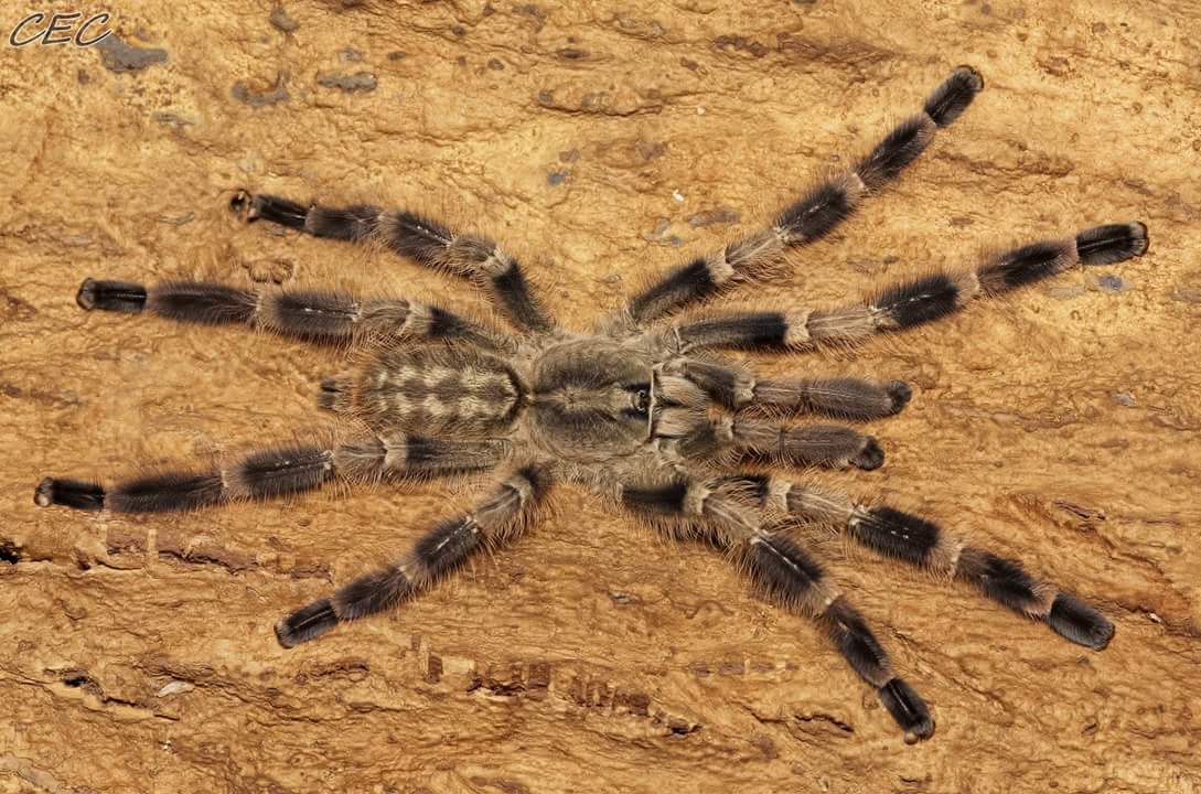 Poecilotheria miranda