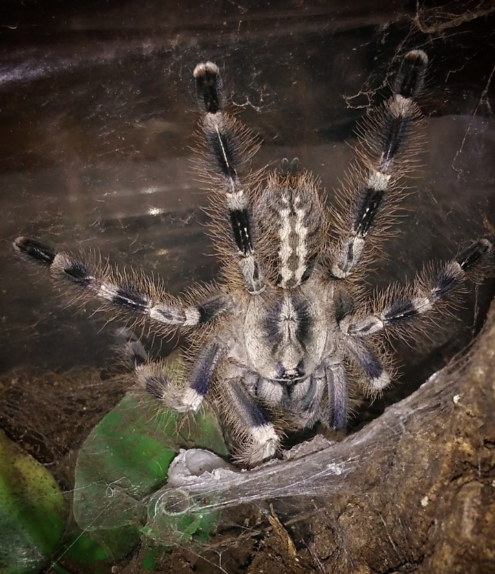 Poecilotheria miranda