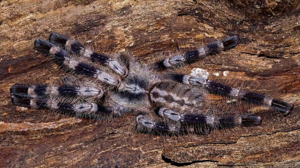 Poecilotheria miranda