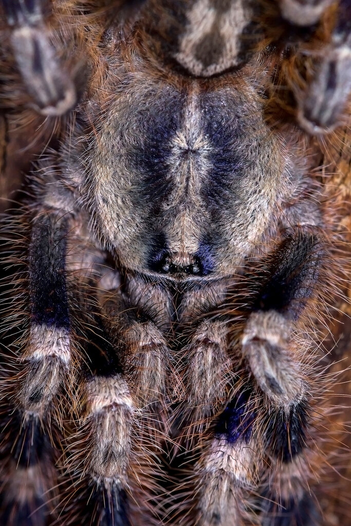 Poecilotheria miranda