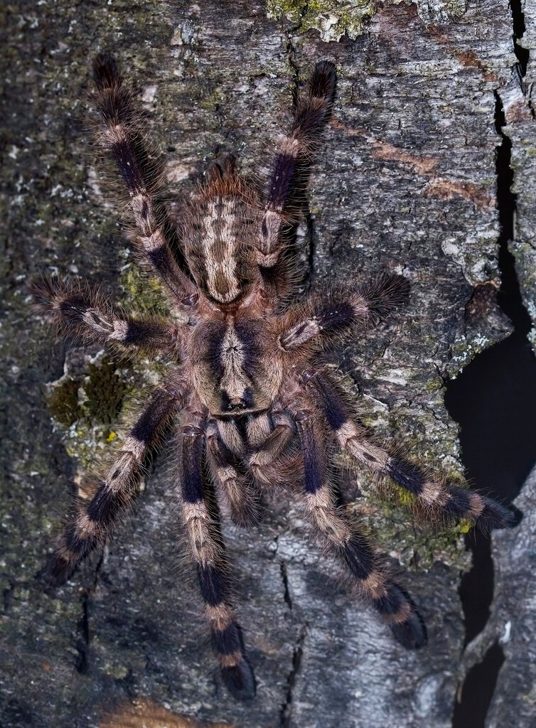 Poecilotheria miranda