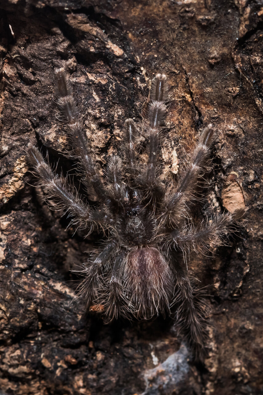 Poecilotheria miranda