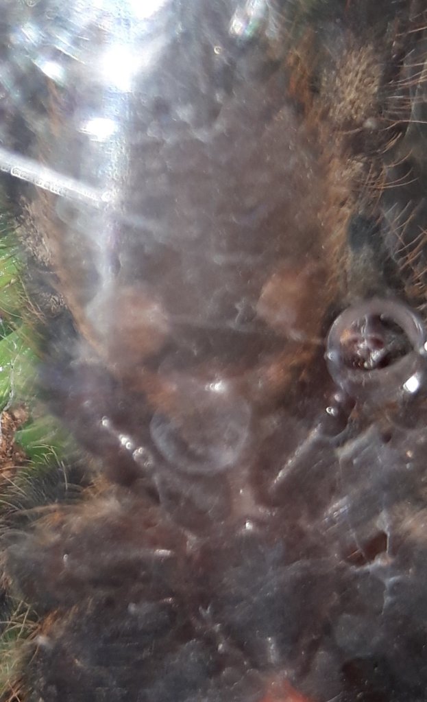 Poecilotheria ornata 1.75"