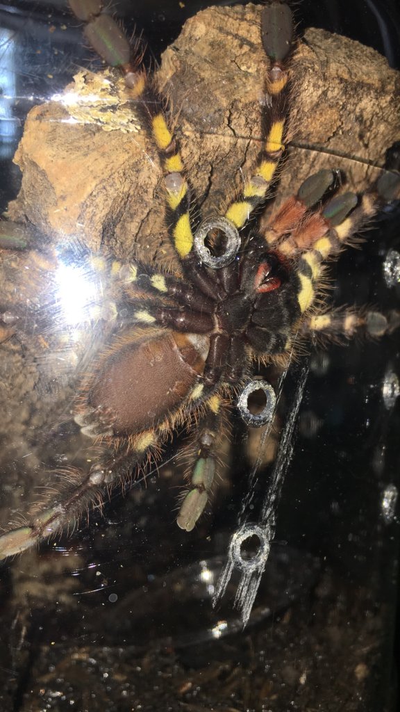 Poecilotheria ornata 2