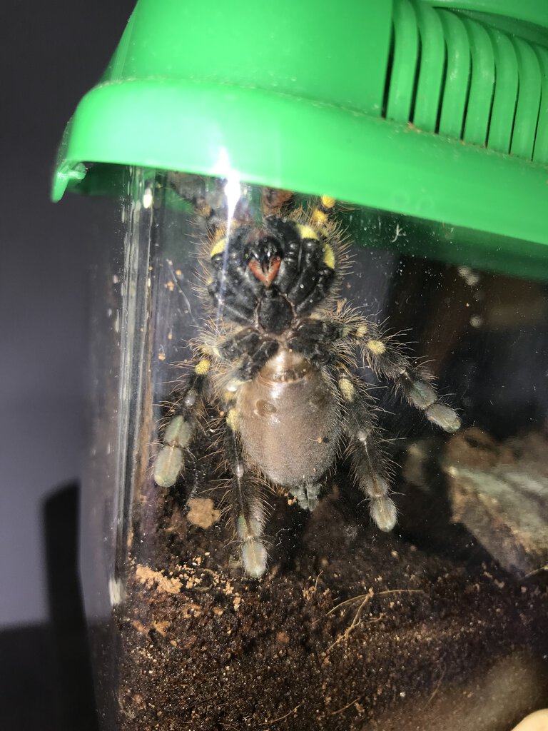 Poecilotheria ornata.jpg