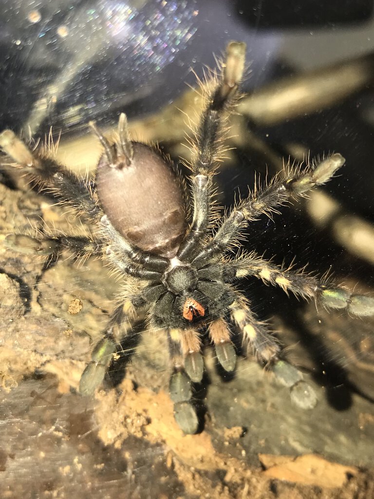 poecilotheria ornata.jpg