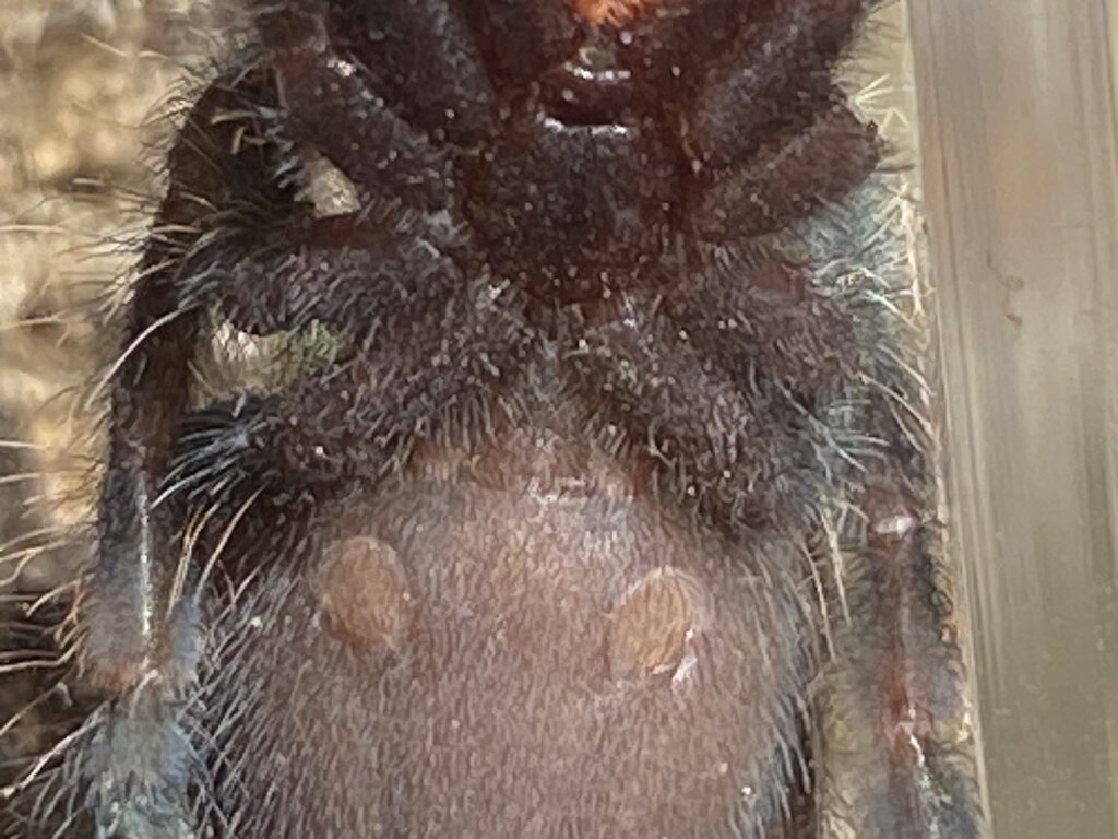Poecilotheria Ornata Male or Female