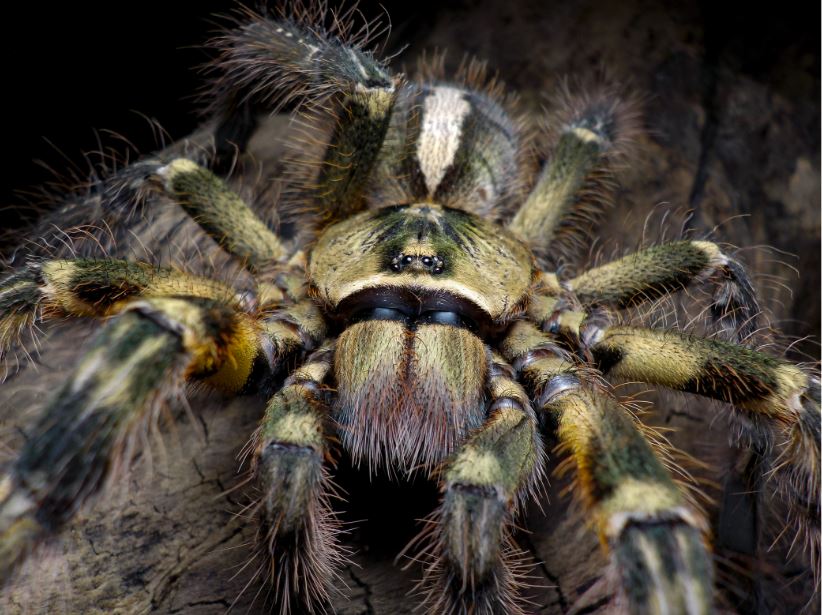 Poecilotheria ornata, mature female