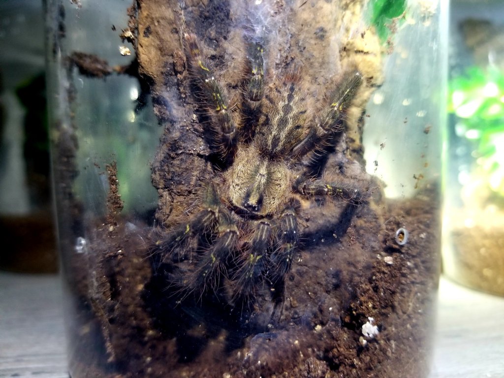 Poecilotheria ornata [sexing]