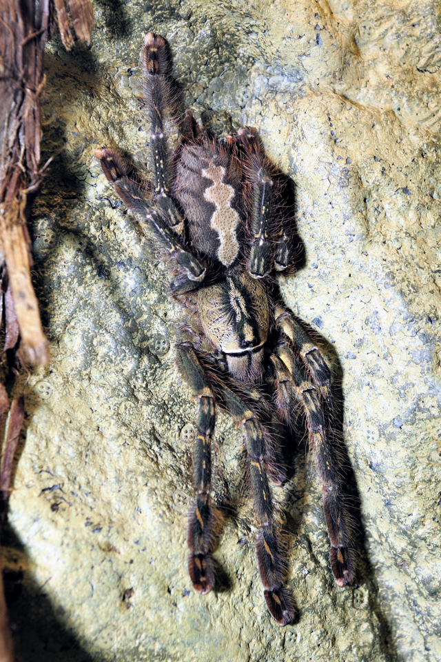 Poecilotheria ornata, sub-adult female.