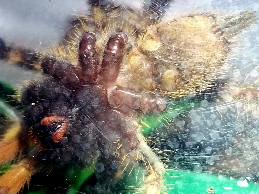 Poecilotheria ornata [ventral]