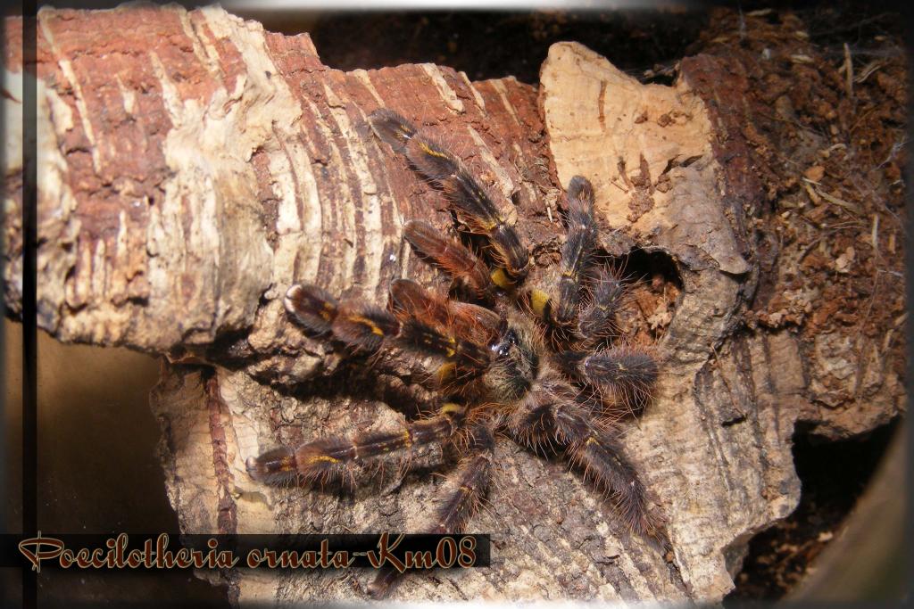 Poecilotheria ornata young